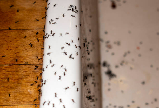 Best Flea Control Services  in Carrollton, GA