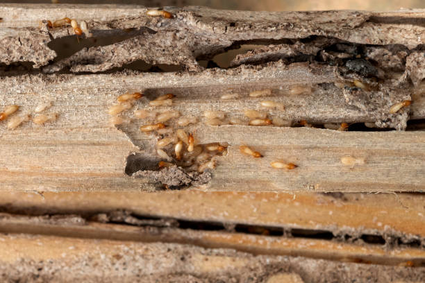 Best Ant Control Services  in Carrollton, GA