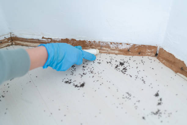 Best Pest Control for Homes  in Carrollton, GA